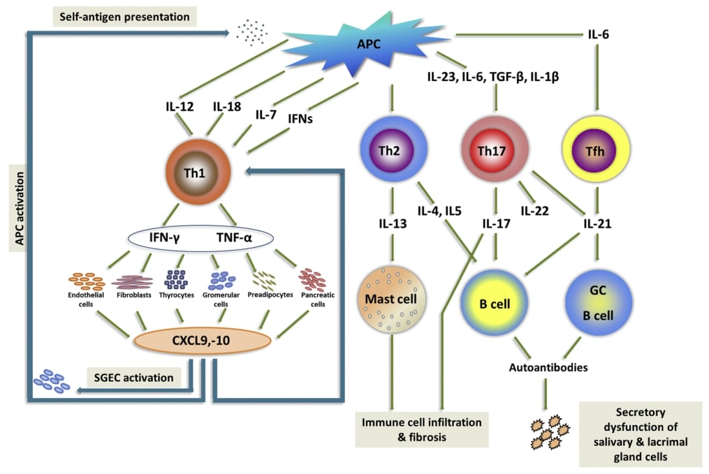 Proposed model for effector immune system involvement in eye dryness pathogenesis.